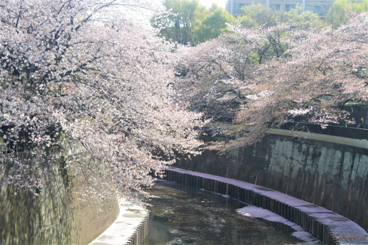 桜満開の石神井川の遊歩道