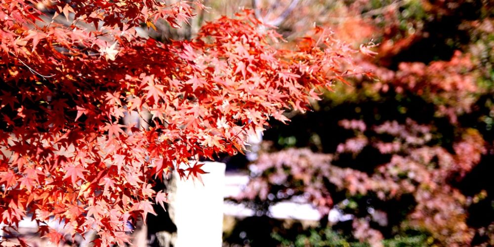 秋に境内を彩る神谷神社の紅葉（写真提供：神谷神社）