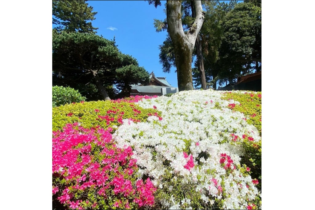 沼袋氷川神社の境内に咲く「つつじの花」